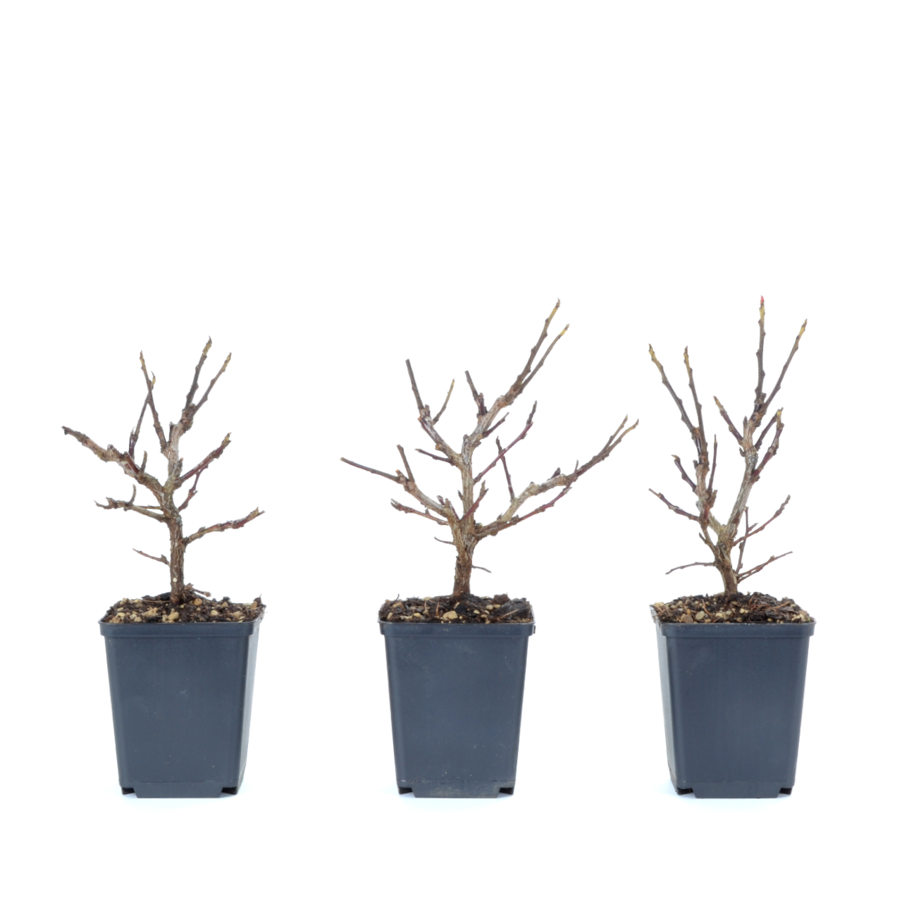 Cotoneaster praecox