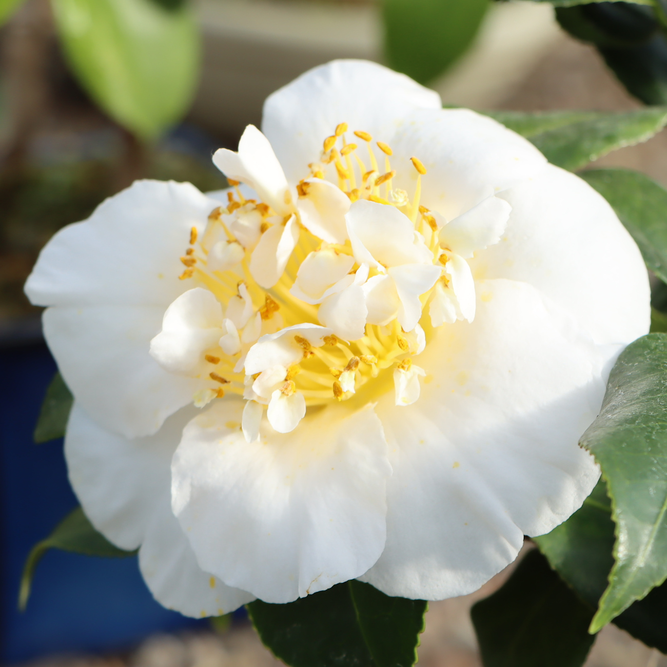 Blüte