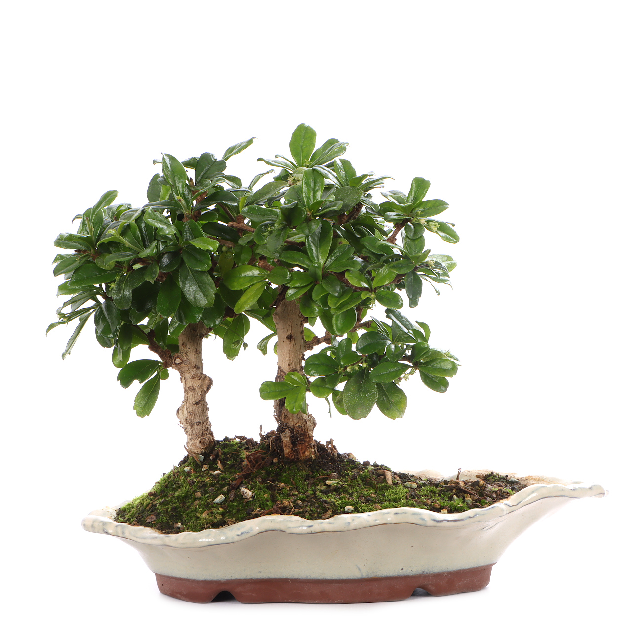 Carmona microphylla