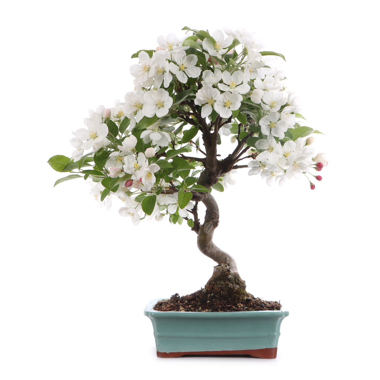 Malus spec.