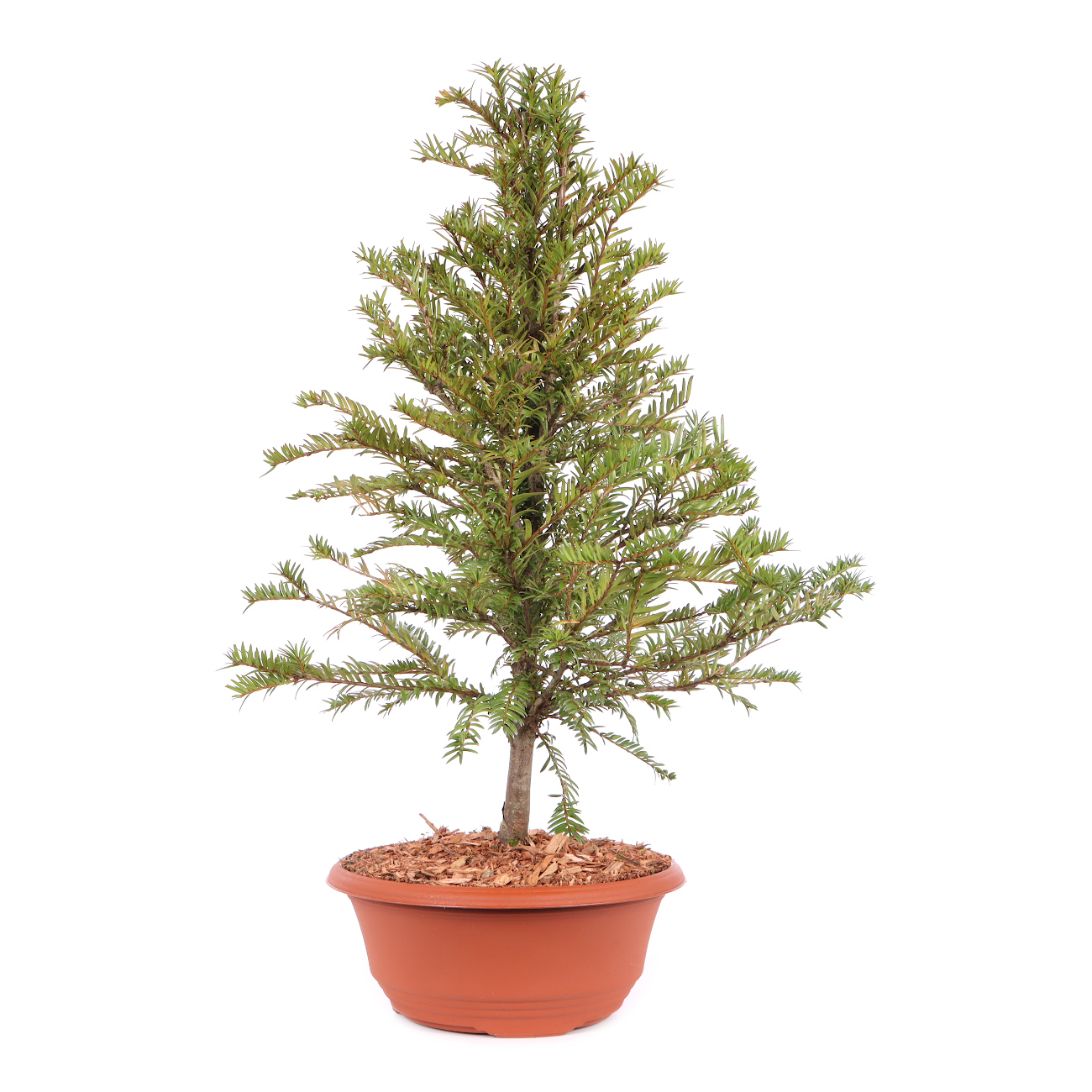 Taxus baccata