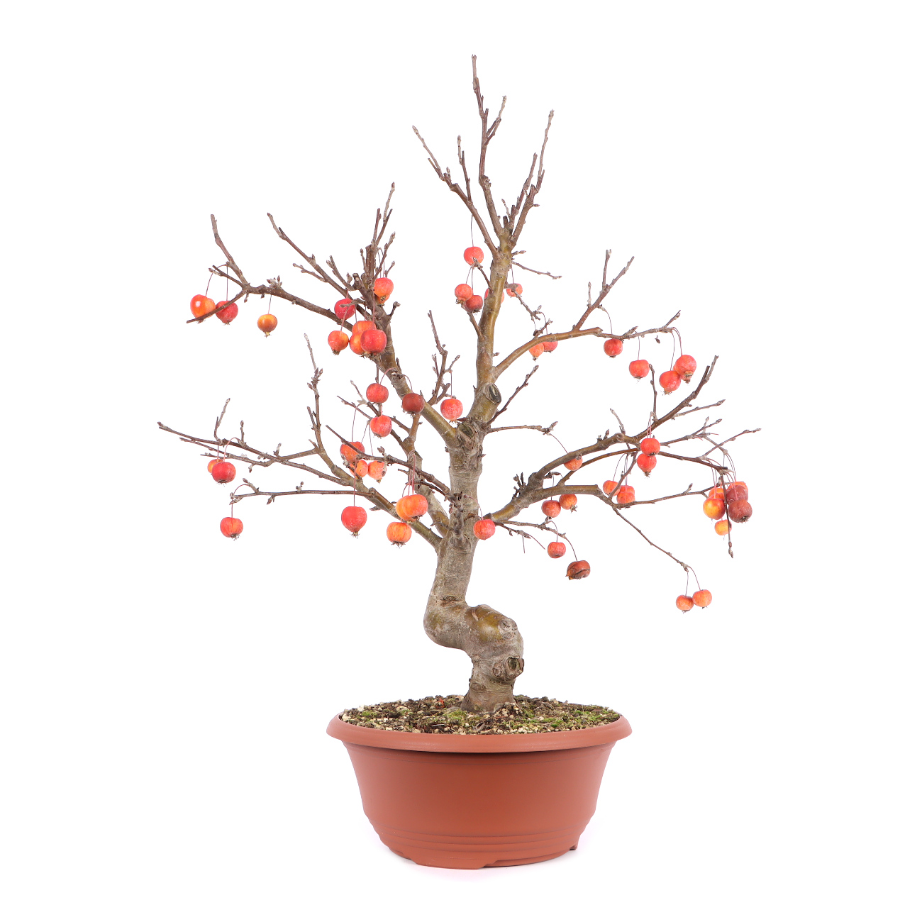 Malus spec.