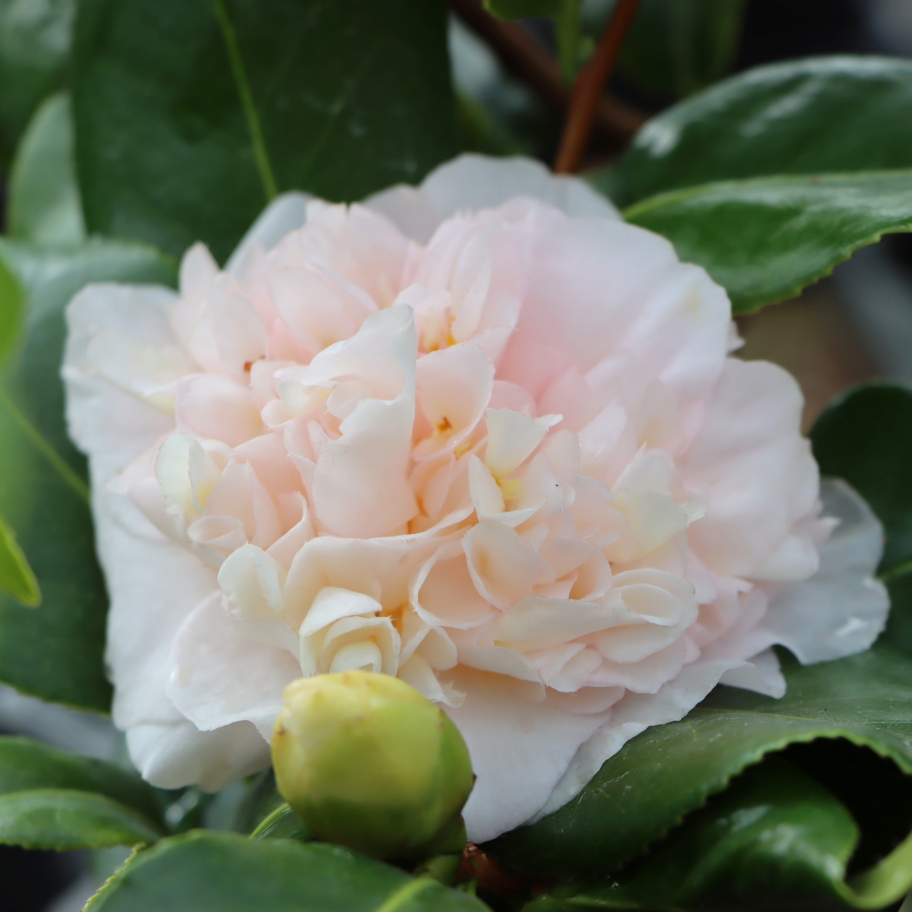 Blüte