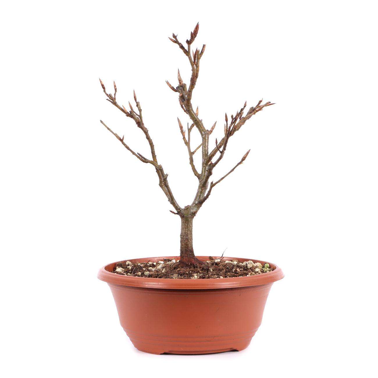 Fagus sylvatica