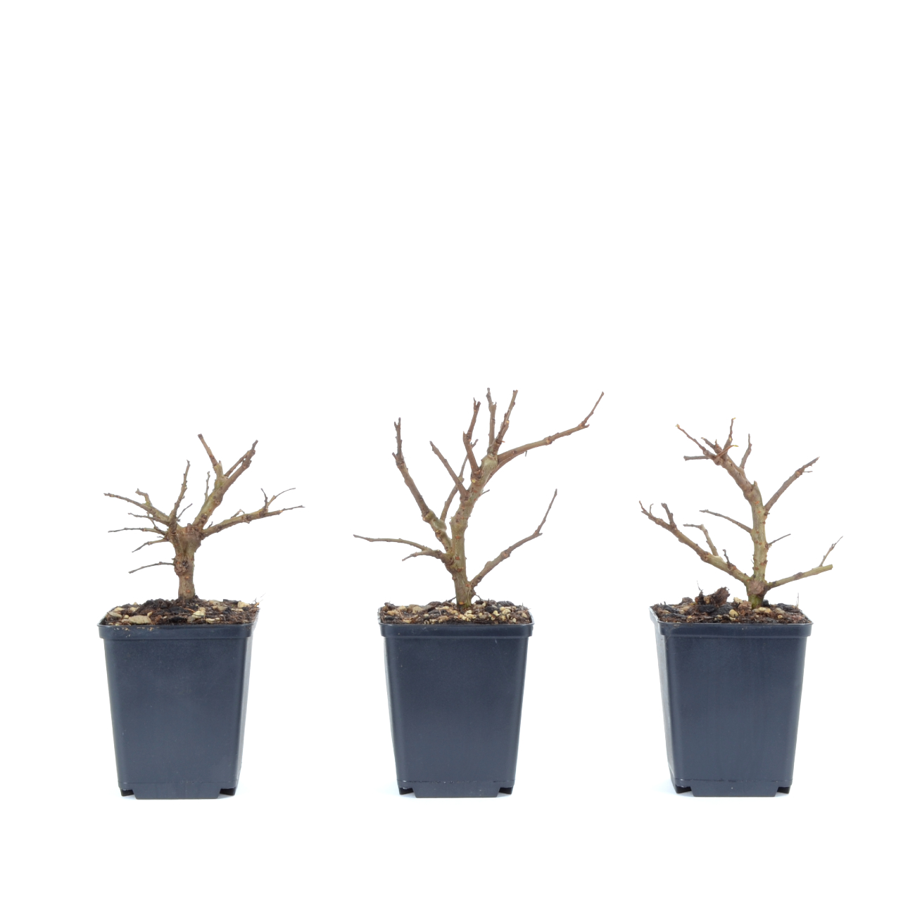 Ulmus japonica