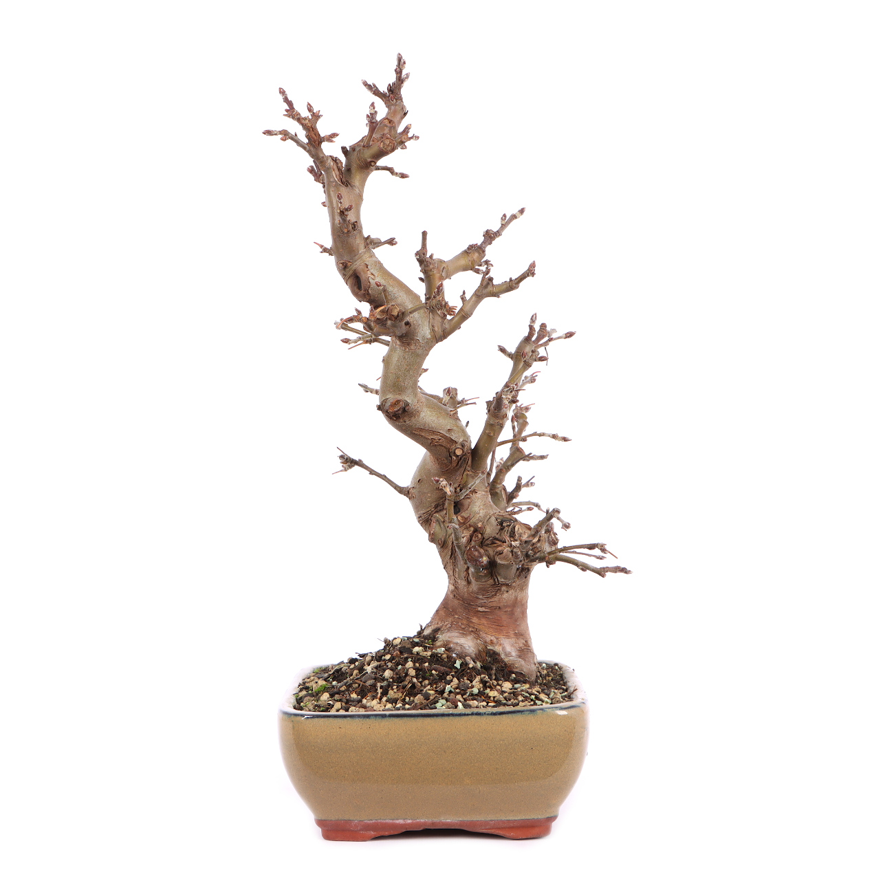 Malus spec.