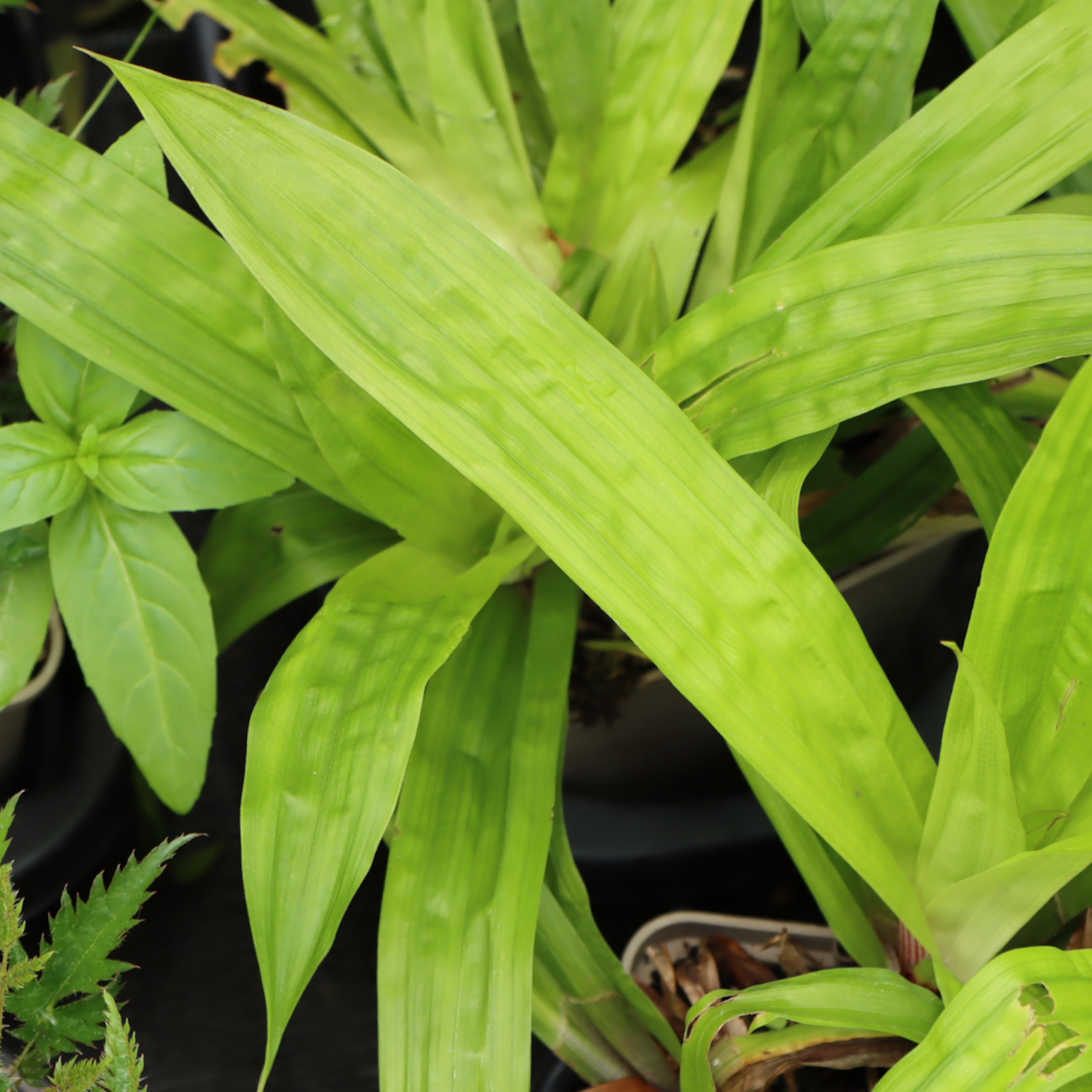 Carex plantaginea
