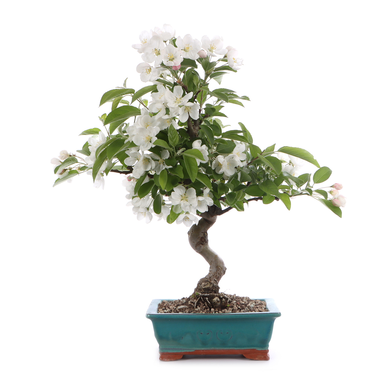 Malus spec.