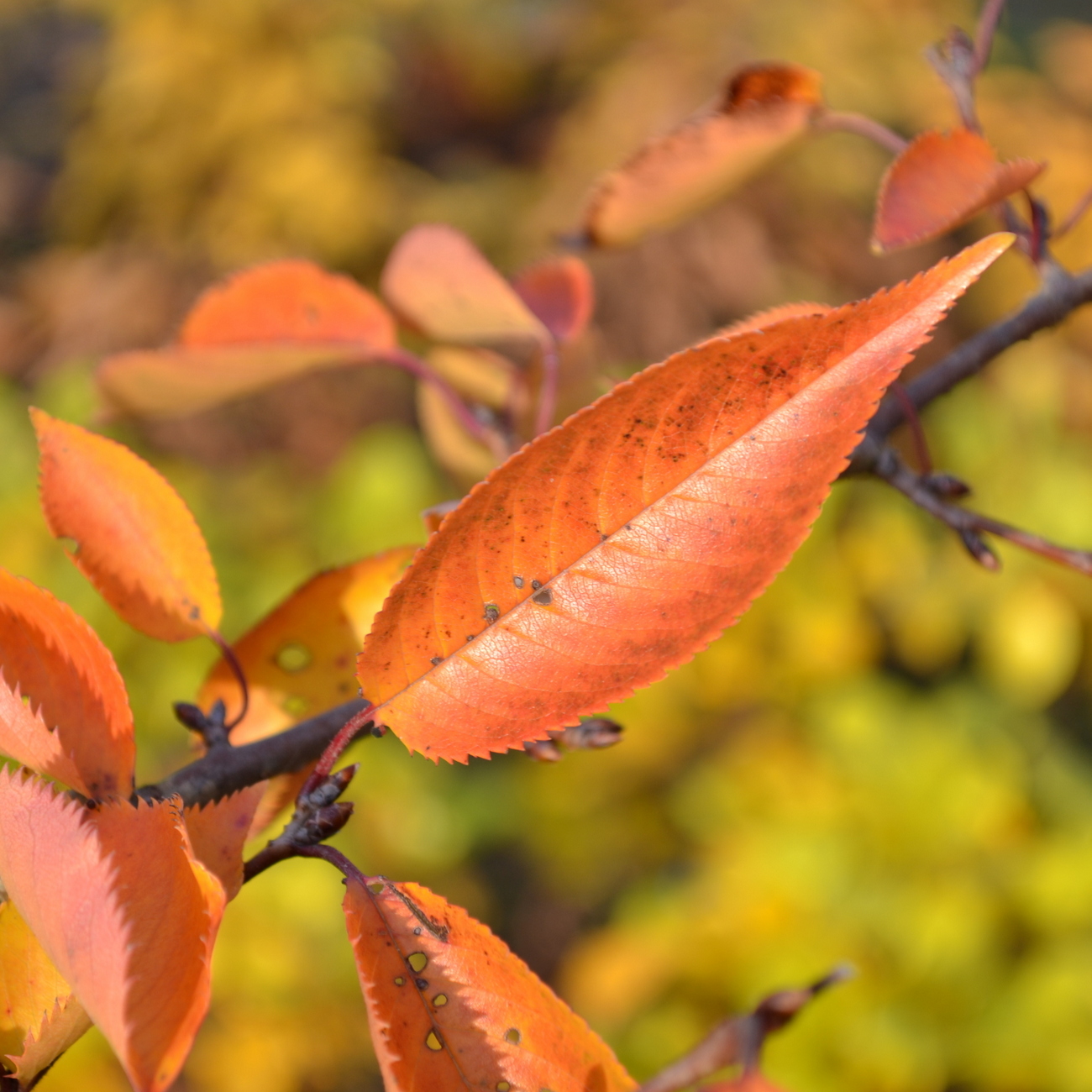 Herbstlaub