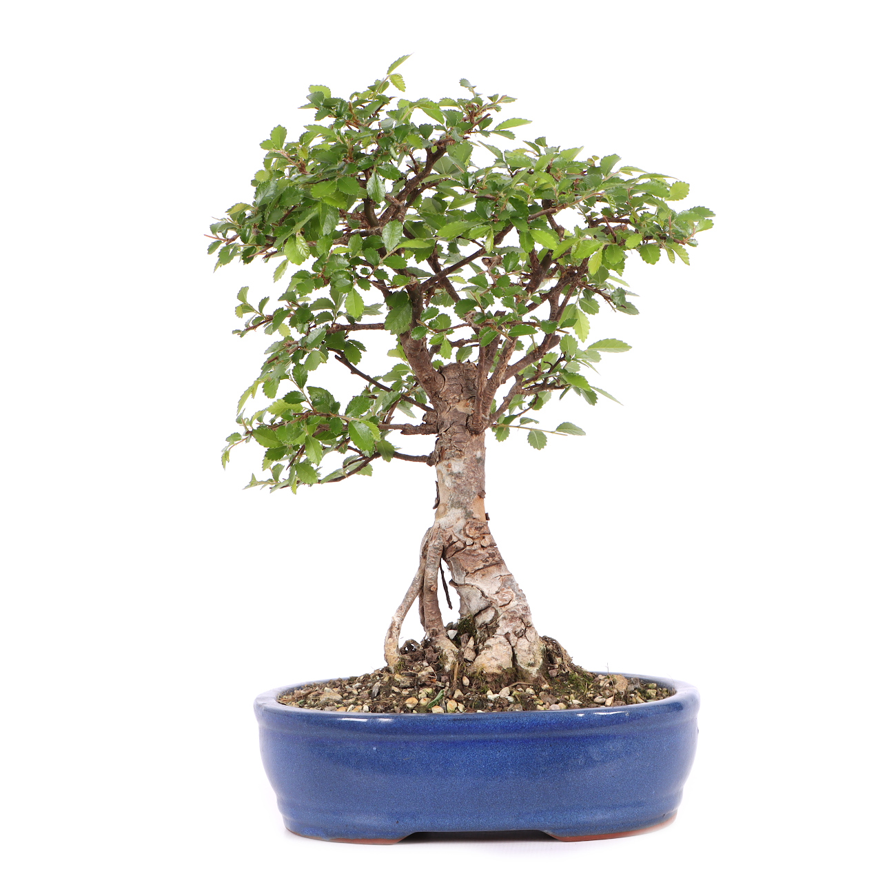 Ulmus parvifolia